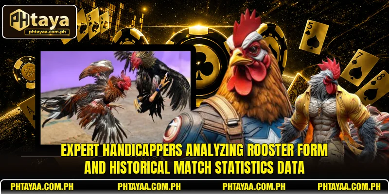 Expert handicappers analyzing rooster form and historical match statistics data