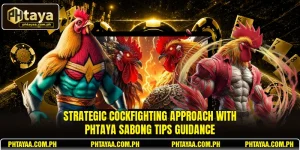 Strategic cockfighting approach with PHTAYA sabong tips guidance